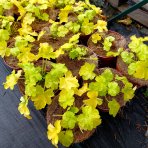 Heuchera hybridná (Heuchera hybrida) ´WORLD CAFFE LIME AMERICANO´® výška: 10-20 cm, ⌀ 20-30 cm, kont. C2L